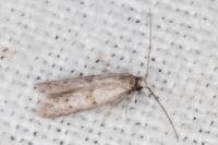Symmocoides oxybiella