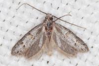 Symmocoides oxybiella