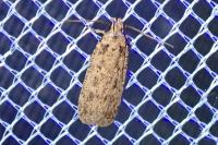 Platyedra subcinerea