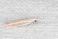 Coleophora bilineella