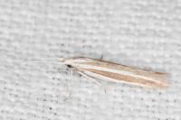 Coleophora bilineella
