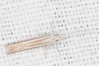 Coleophora bilineella