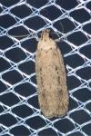 Platyedra subcinerea