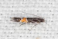 Cosmopterix