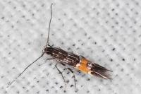 Cosmopterix