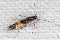 Cosmopterix