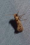Anomalotinea liguriella