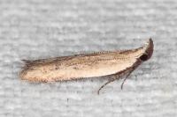 Mesophleps corsicella