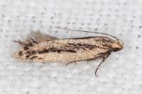 Mirificarma mulinella