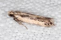 Mirificarma mulinella