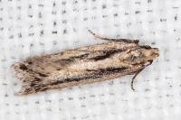 Mirificarma mulinella