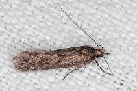 Telphusa cistiflorella