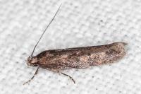 Telphusa cistiflorella