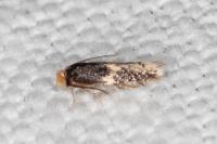 Ectoedemia