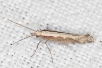 Plutella xylostella