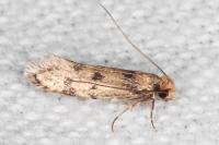 Tinea basifasciella