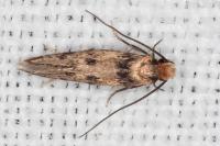 Tinea basifasciella