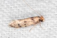Tinea basifasciella