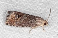 Cydia splendana