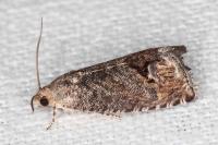 Cydia splendana
