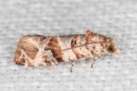 Lobesia botrana