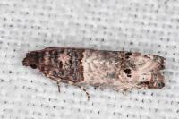 Notocelia incarnatana