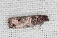 Notocelia incarnatana