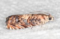 Pammene gallicolana