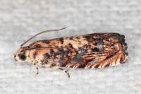 Pammene gallicolana