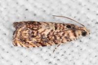 Pammene gallicolana