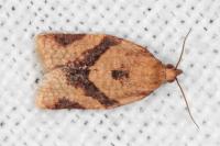 Clepsis consimilana