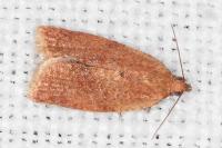 Clepsis consimilana