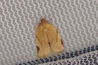 Paramesia gnomana