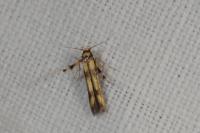 Stathmopoda pedella