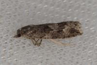 Zeiraphera griseana