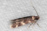 Oegoconia