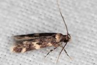 Oegoconia