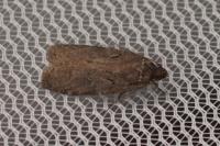 Agonopterix conterminella