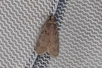 Agonopterix conterminella