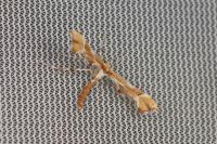 Cnaemidophorus rhododactylus