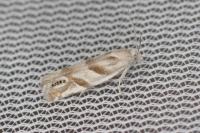Eucosma pupillana