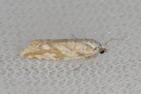 Thiodia citrana