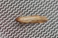 Metzneria neuropterella