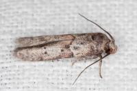 Blastobasis glandulella