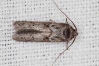 Blastobasis glandulella