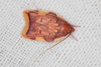 Carcina quercana