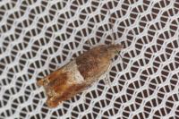 Epinotia tenerana