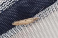 Ypsolopha falcella