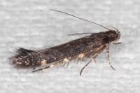 Oxypteryx atrella