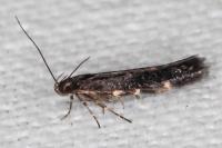 Oxypteryx atrella
